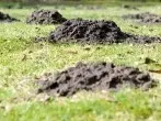 Maulwürfe und Wühlmäuse vertreiben