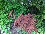 <strong>Weihnachtsbaum</strong> nach <strong>Weihnachten</strong> verschenken