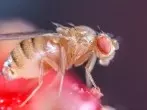 Fruchtfliegen in den Sommermonaten wirksam bekämpfen