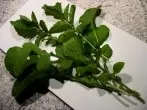 Rucola - sehr vielseitig und gesund!