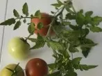 Nervige Fliegen verschwinden