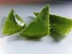 Aloe Vera zur vielfachen Hautpflege nutzen