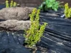 Umweltfreundlich gärtnern: Wie bekämpfe ich Unkraut ohne Chemie?