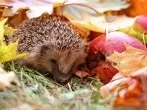 Winter: Was tun für Igel, Vögel und Co?