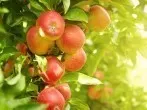 Obstbaum düngen - ein Beispiel