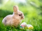 Ostereier färben, Oster-Geschenke, Ideen für ein verregnetes Ostern