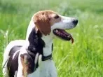 Kokosöl als natürliches Mittel gegen Zecken für Hunde