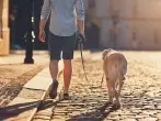 Hunde in der Großstadt
