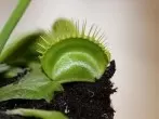 Venusfliegenfalle überwintern