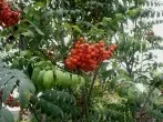 Vogelbeeren - nicht nur für Vögel!