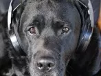 Stressfreies Silvester für deinen Hund und die Familie