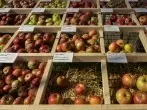Die bekanntesten Apfelsorten und ihre Verwendung