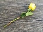 Aus verbl&uuml;hter Schnittrose neue Rose z&uuml;chten