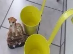 Farbenfrohe Alternative zu langweiligen Blumenkästen