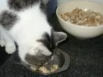 Katzenleckerchen: Hähnchen-/Putenbrustwürfel in Kokosfett