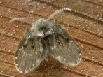 Schmetterlingsmücken: Quelle finden und Larven bekämpfen