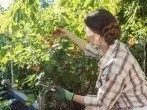 Johannisbeeren ernten - so geht's ohne Rückenschmerzen