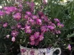 Teetassen als Blumentopf auf dem Balkon