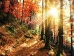 Das Wood Wide Web - so funktioniert's