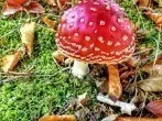 Herbstwald: Balsam für die Seele