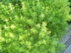 Ein tolles Kraut: Lakritztagetes - mit Salatrezept