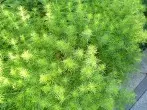 Ein tolles Kraut: Lakritztagetes - mit Salatrezept