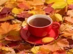 Herbst-Tees: Heißes für kuschelige Wohlfühlmomente