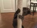 Kratz-Tischbein für Katzen
