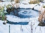Zugefrorener See oder Teich: Trinkstelle f&uuml;r Tiere schaffen