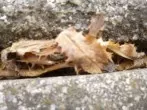 Kochwasser zur Bekämpfung von Unkraut weiterverwenden