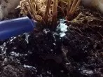 Mit Aquarienwasser Blumen gießen