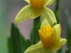 Narzissen lassen andere Blumen in Vase schneller welken