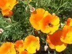 Blütenpracht, Nahrung für Bienen und Insekten