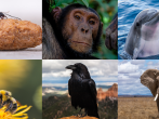 Die 6 intelligentesten Tiere der Welt #FunFriday