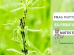 Ameisenbekämpfung Test & Vergleich: 7 Empfehlungen