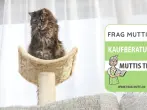 Katzenbäume Test & Vergleich: 6 günstige Empfehlungen