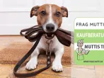 Hundeleinen Test & Vergleich: 6 günstige Empfehlungen