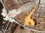 Harz von Nadelbäumen sammeln