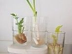 Regrowing: Gem&uuml;se ganz einfach nachwachsen lassen