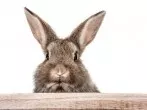 Warum versteckt an Ostern ein Hase die Eier?