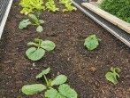 Eigenanbau im Hochbeet und Garten