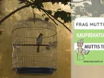 Vogelkäfig Test & Vergleich: 6 günstige Empfehlungen