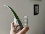 Haarkur mit Aloe vera selber machen
