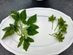 Giersch - Heilkraut oder Unkraut?