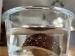 Avocado aufbewahren, ohne dass sie braun wird
