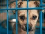 Tierschutz zu Weihnachten - Gewinne eine Tierheim-Patenschaft