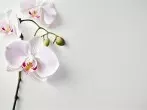 Abgerissene Blüten noch chic dekorieren