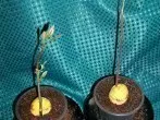 Avocado ziehen ohne Zahnstocher