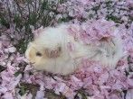 Meerschweinchen artgerecht halten