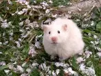 Goldhamster: Haltung und Pflege
